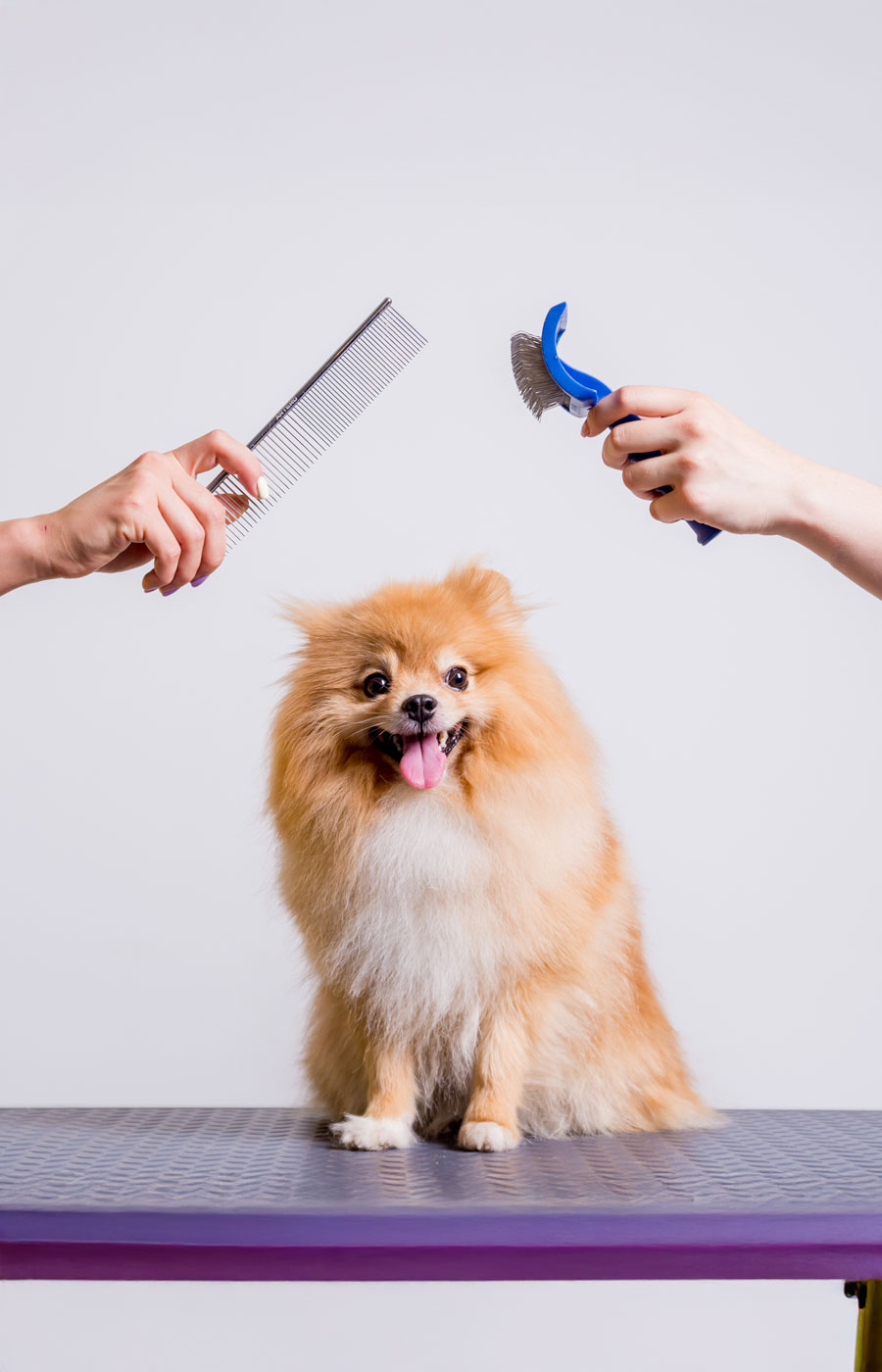 zoomies-grooming-service-02