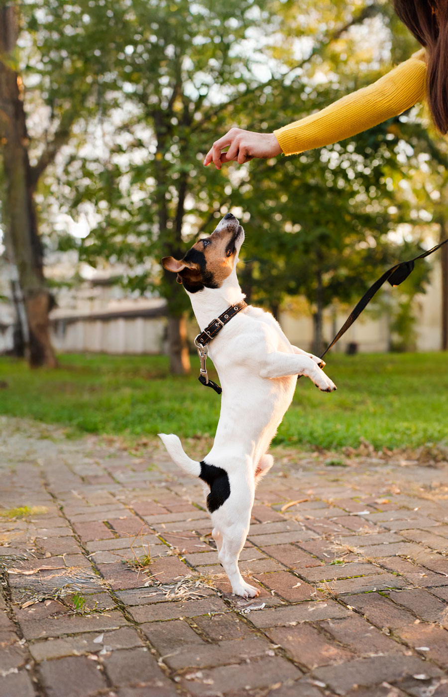 zoomies-traning-service-04