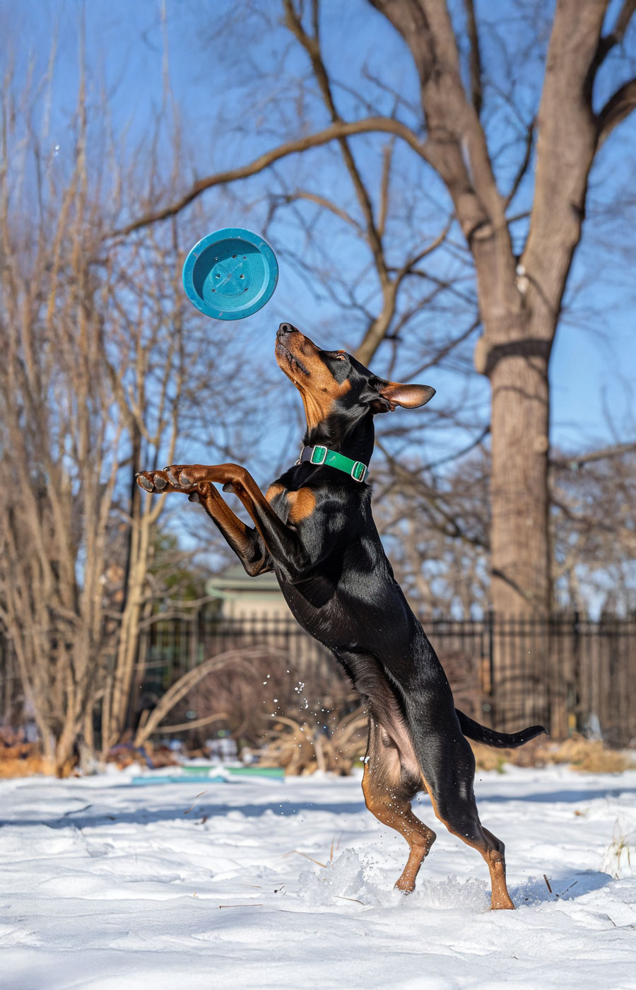 zoomies-traning-service-05