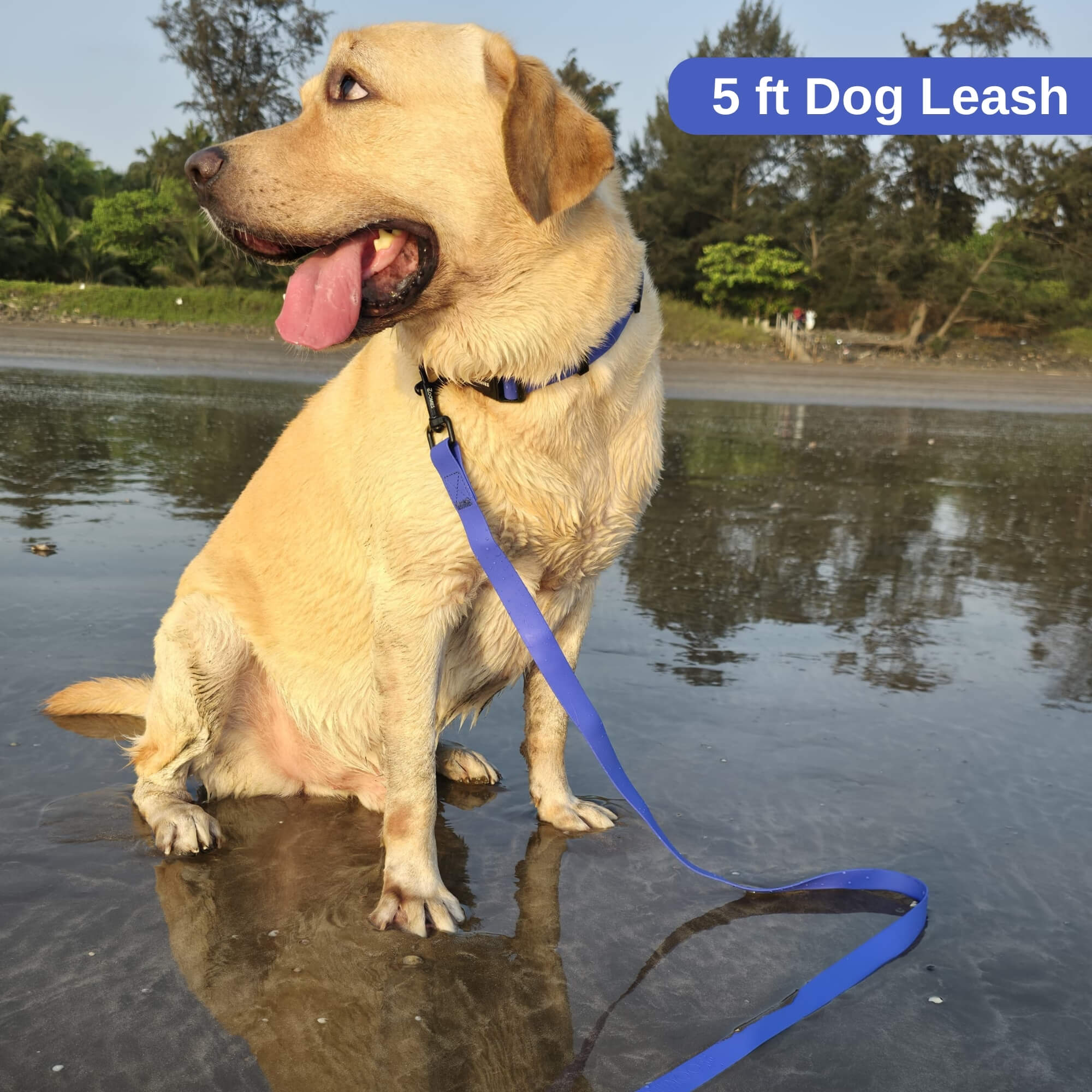 zoomies-blue-leash-06