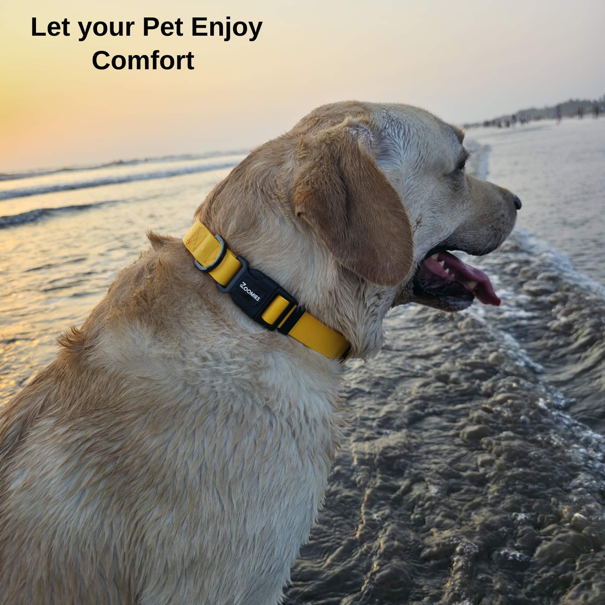 zoomies-yellow--collar-07