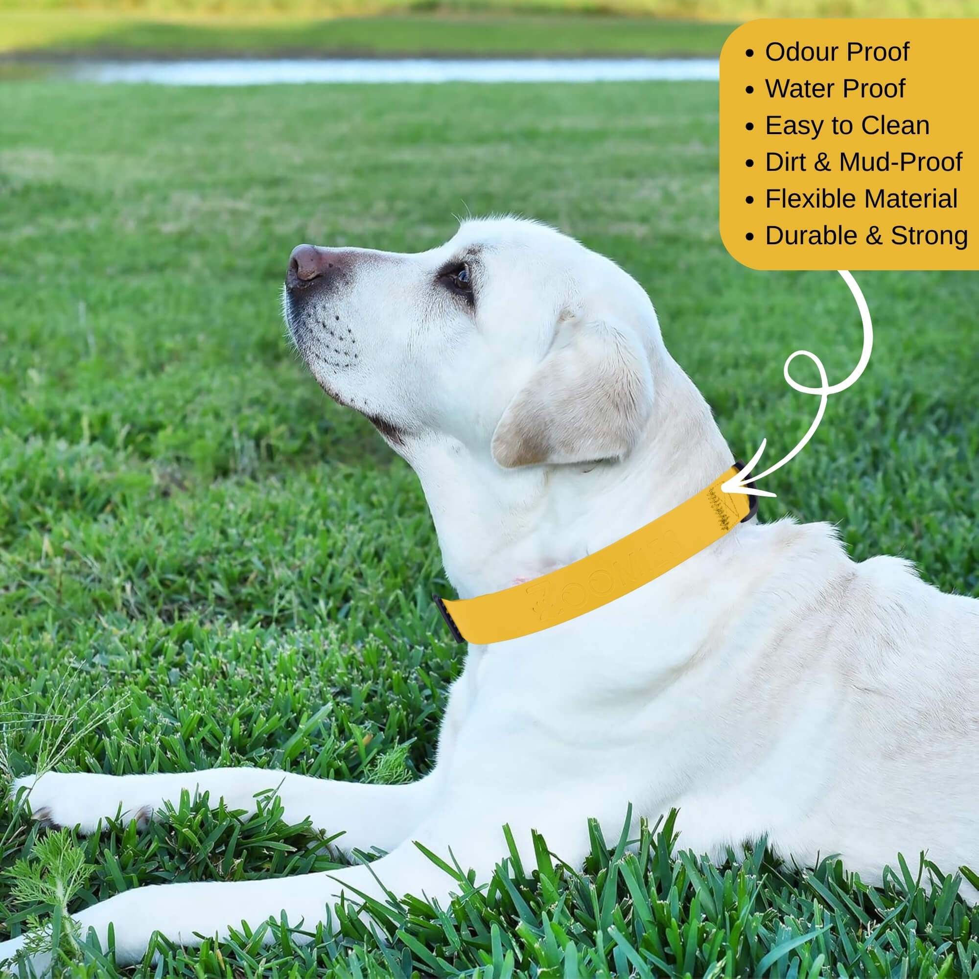 zoomies-yellow--collar-09